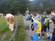 Kühe, die uns täglich die Milch liefern